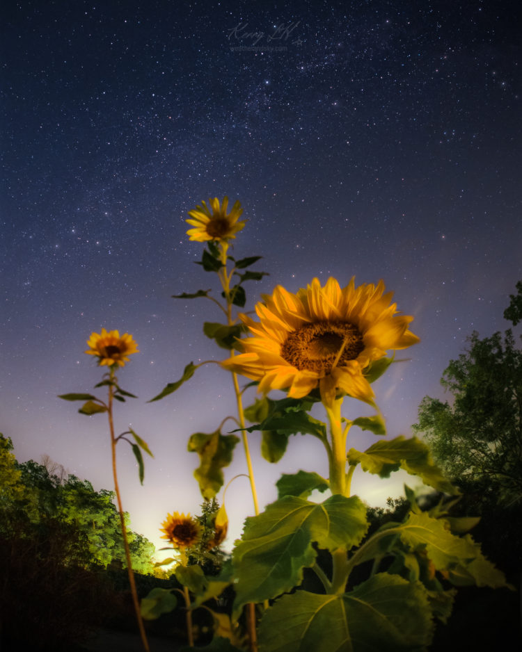 Stars and Sunflowers