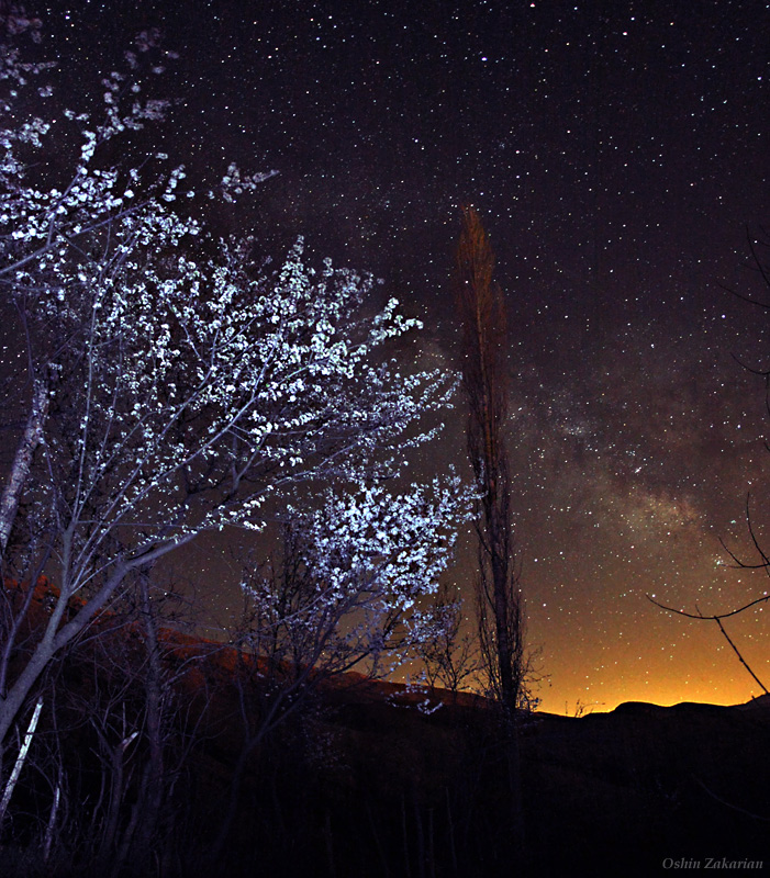 Blossoms and Milky Way