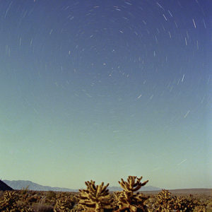Circumpolar startrails over Cholla Cactus