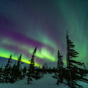 Aurora over Wind-Shaped Trees