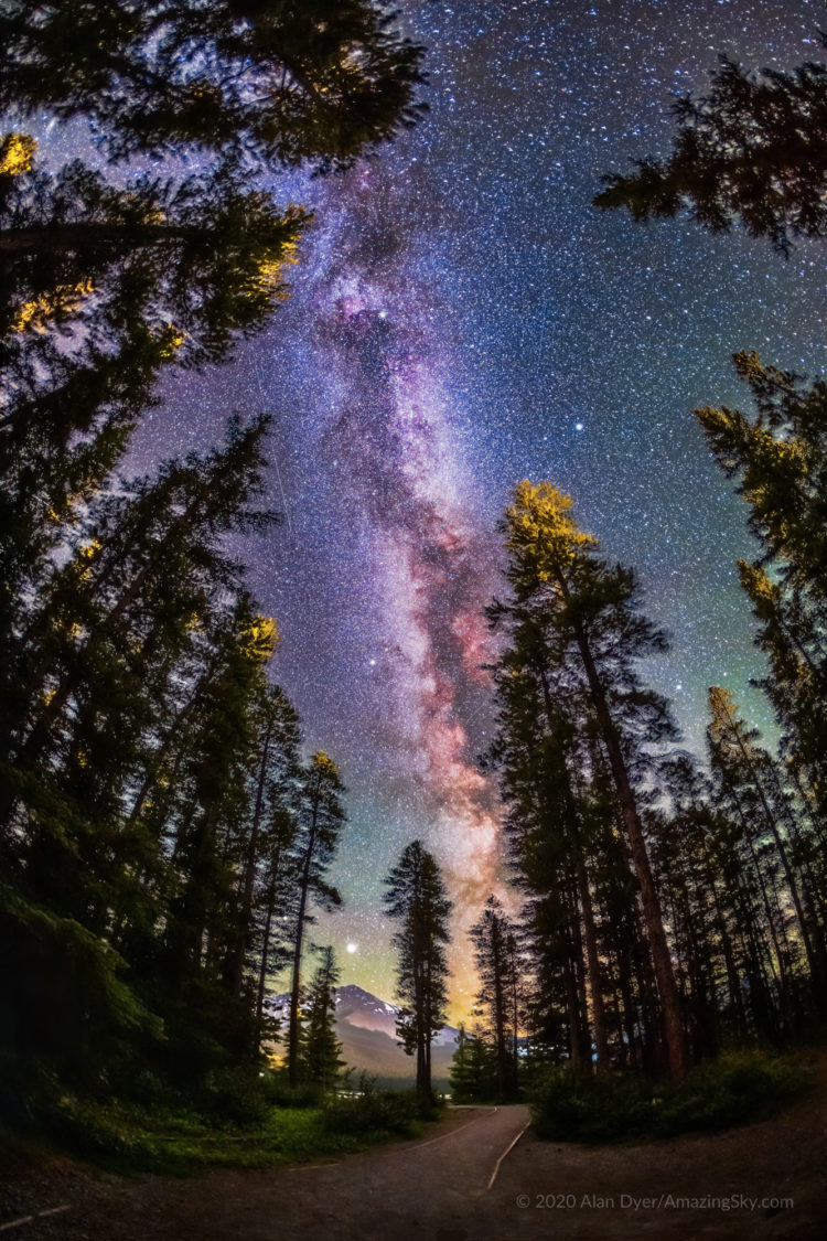 Milky Way Through Trees
