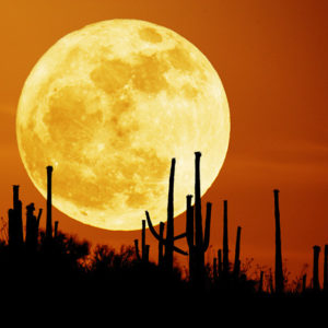 Saguaro Moon Rise