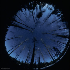 Fish Eye and the Forest