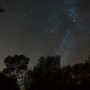 Summer Triangle in the Trees