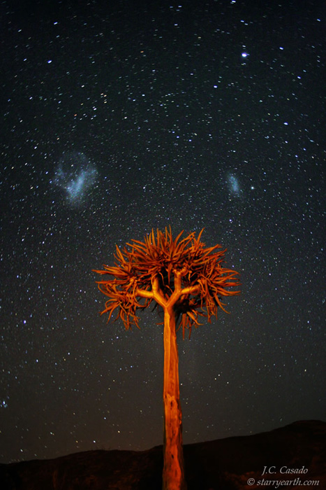 Aloe and Magellanic Clouds