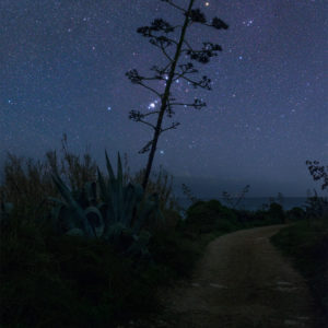 Orion Aamong the Mediterranean Agaves