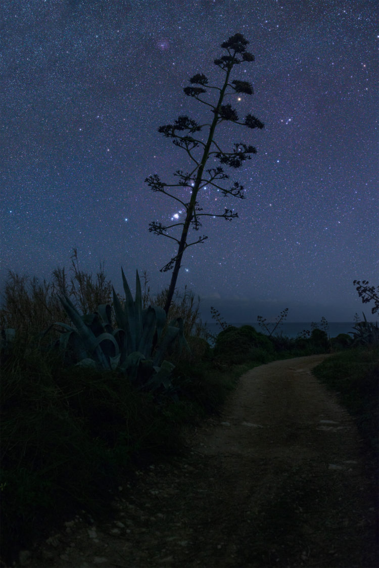 Orion Aamong the Mediterranean Agaves