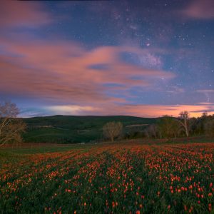 Cloudy Milky Way Above the Wild Tulipes