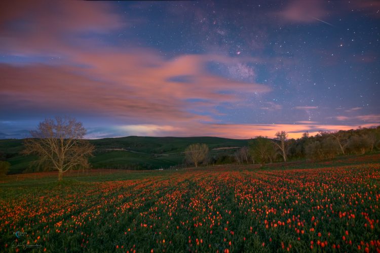 Cloudy Milky Way Above the Wild Tulipes