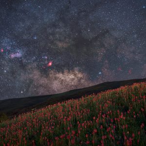Galactic Center Above the Wild Tulips