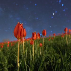 Red Tulips Among The Stars