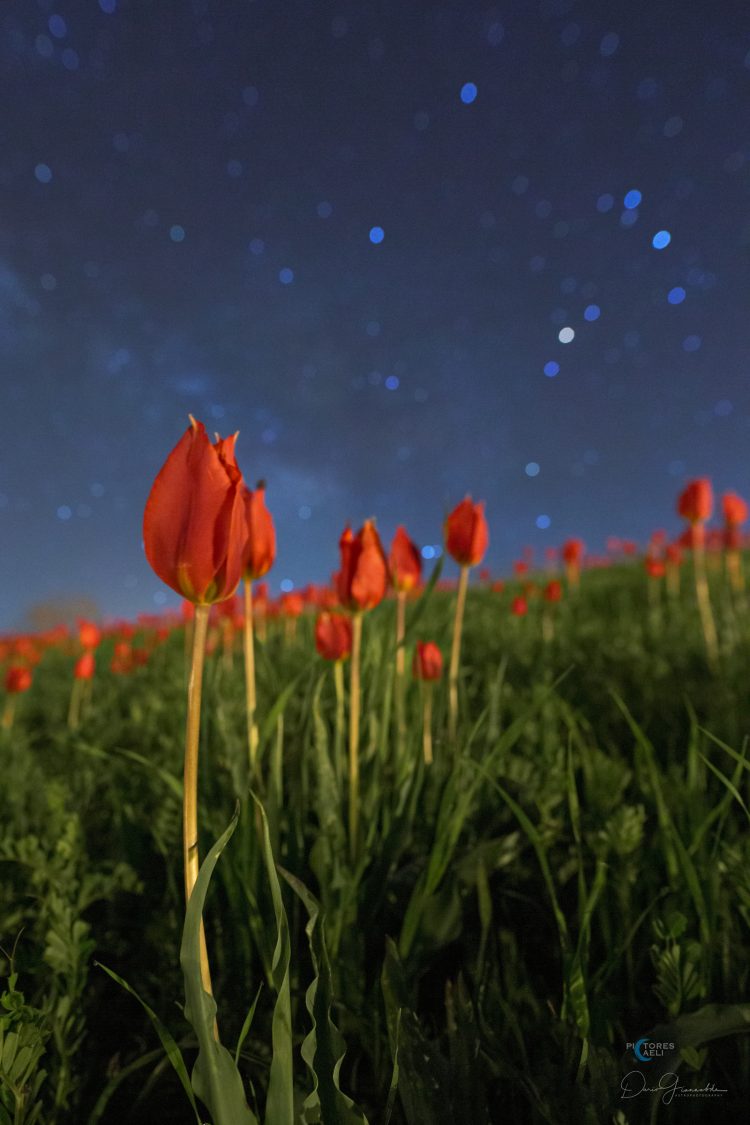 Red Tulips Among The Stars