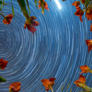 Star Trail Among the Wild Tulips of Blufi