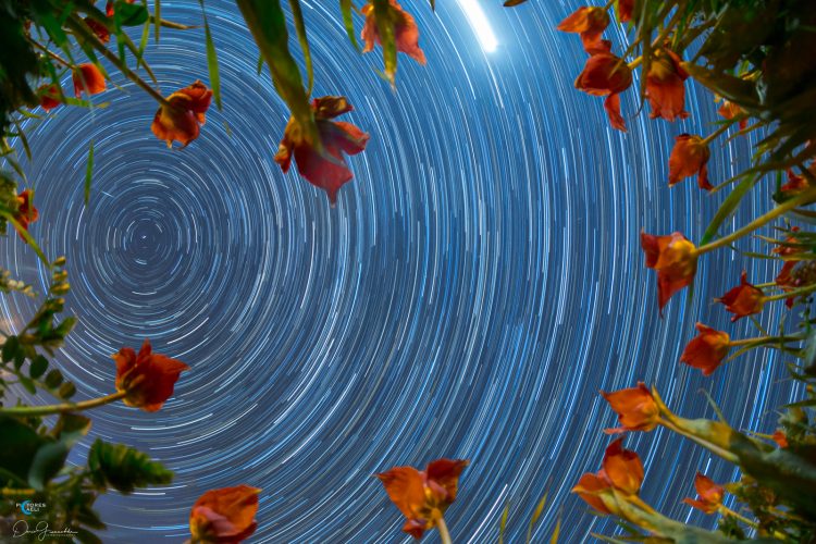 Star Trail Among the Wild Tulips of Blufi