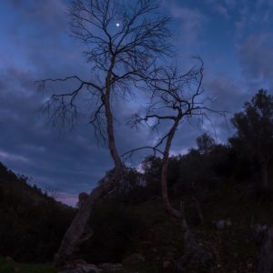 Couple of Plane Trees Under the Moonlight