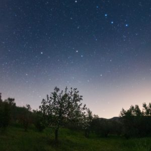 Ursa Major and Polaris Above a Flowering Tree