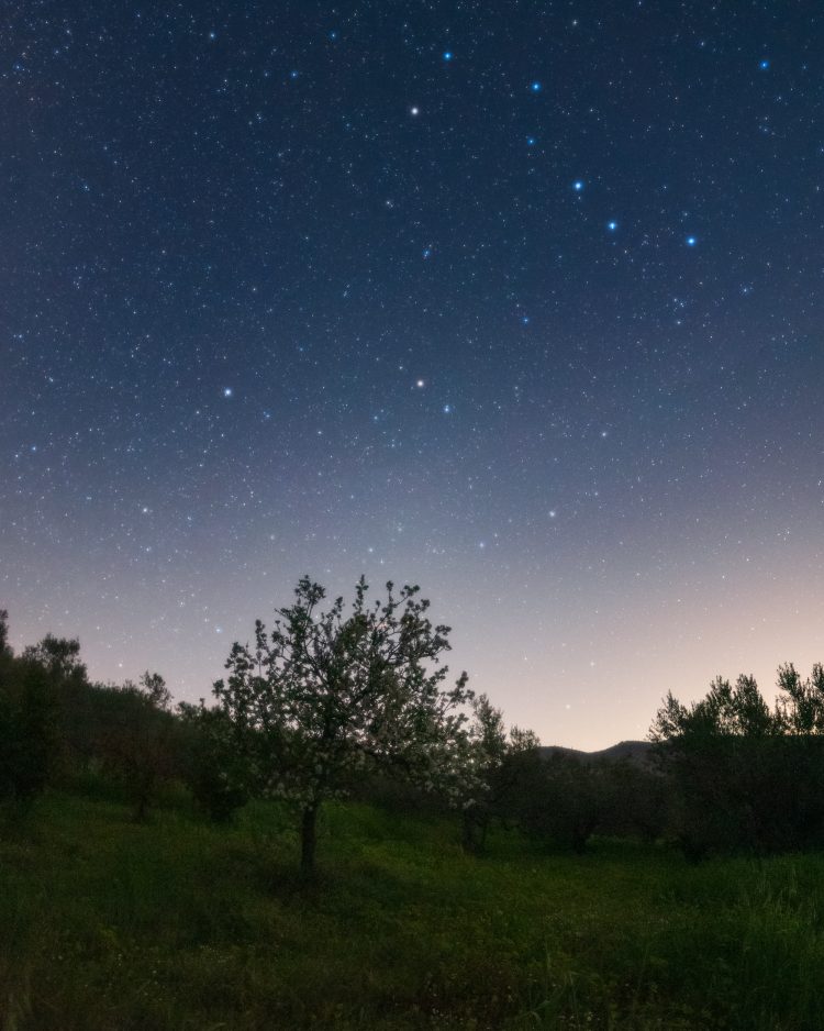 Ursa Major and Polaris Above a Flowering Tree