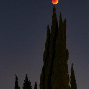 Lunar Eclipse Above Cypress Trees