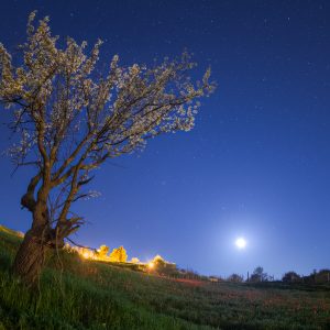 A Blooming Almond Tree in the Moonlight