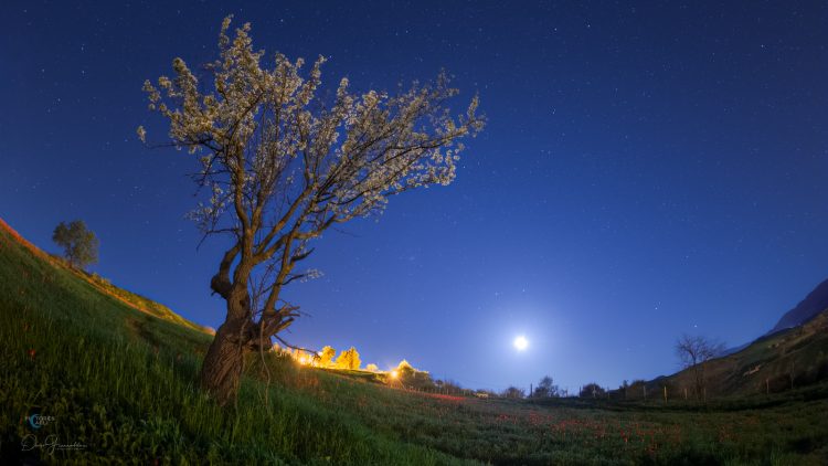 A Blooming Almond Tree in the Moonlight