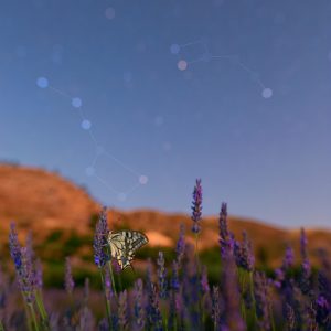 In a Lavender Field as a Butterfly