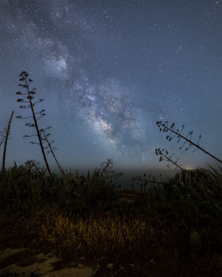 Agave Flowers Among the Stars