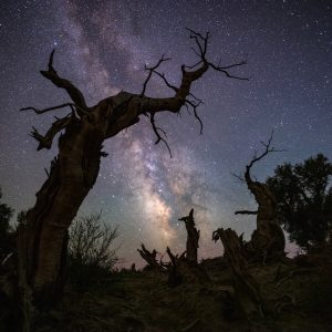 Milky Way and the Ancient Trees of Xinjiang