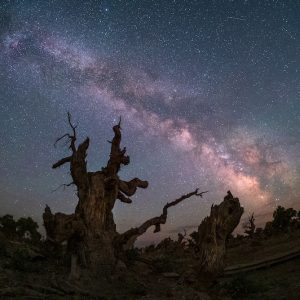 Star Trails Above Ancient Trees
