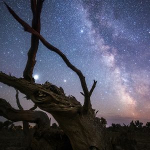 Milky Way, Planets, and Ancient Trees