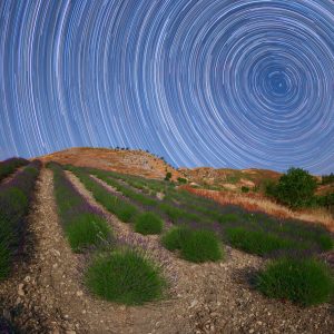 Star Trails Above a Lavender Field