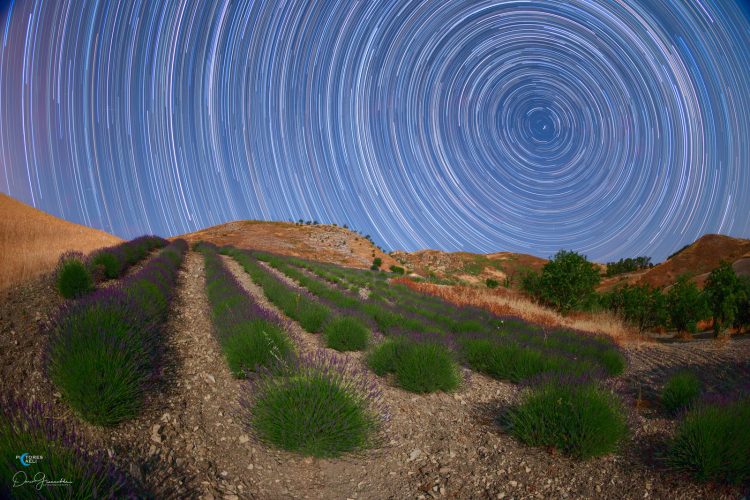 Star Trails Above a Lavender Field