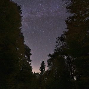 Forest Road and Milky Way