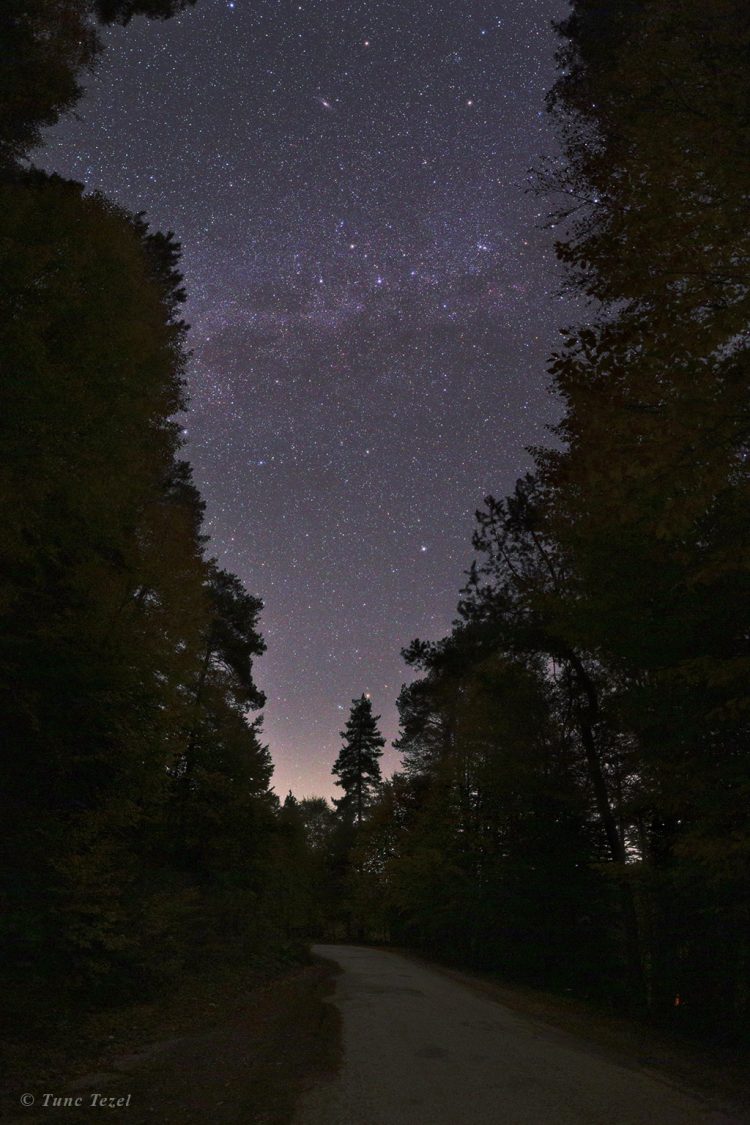Forest Road and Milky Way