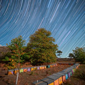 Star Trail Above the Beehives