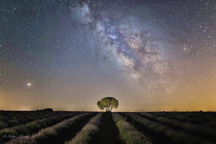 Night Among Lavenders