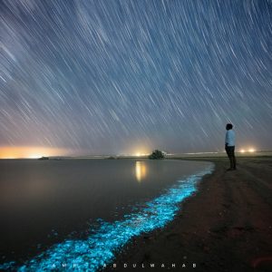 Bioluminescent Spotted in Egypt