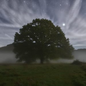 The Old Oak in the Mist