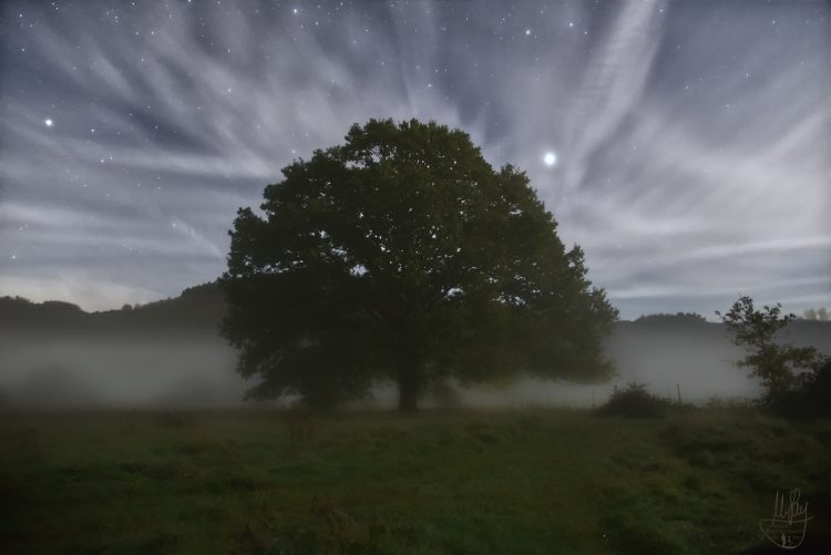 The Old Oak in the Mist