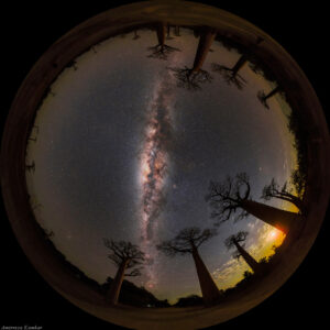 The Baobab Milky Way
