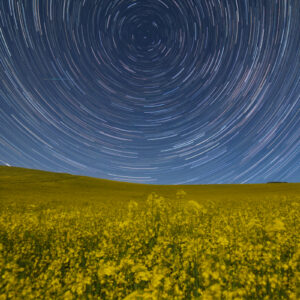 Blue Moonlit Night Over Yellow Rapeseed