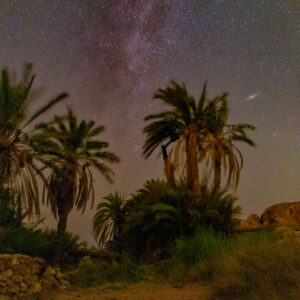 Galaxies Through the Palm Trees