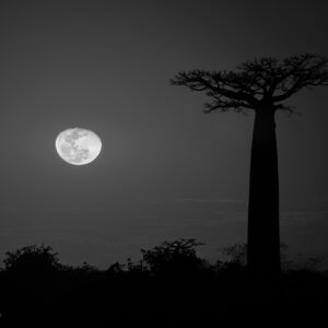 Baobab and the Moon
