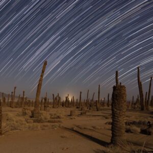 The Sad Sound of Palm Trees at Night