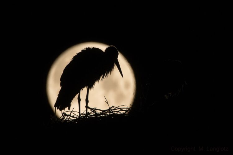 The Stork at Summer Full Moon