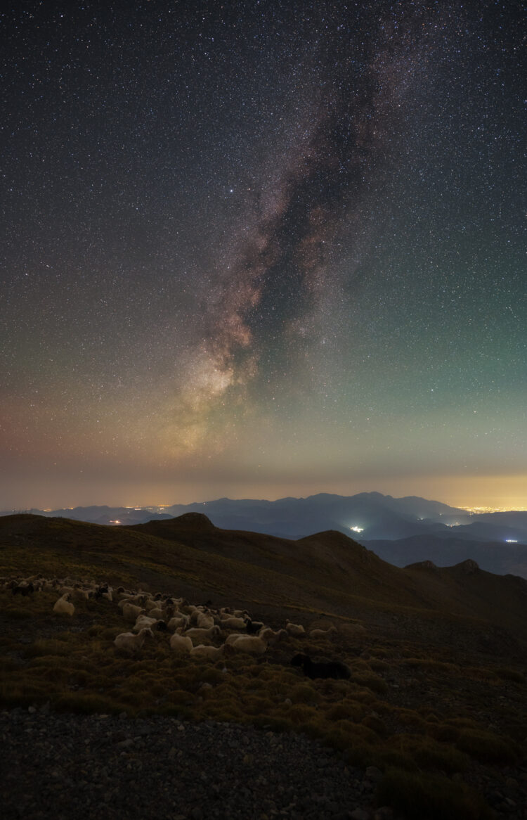 Sheep Under the Night Sky