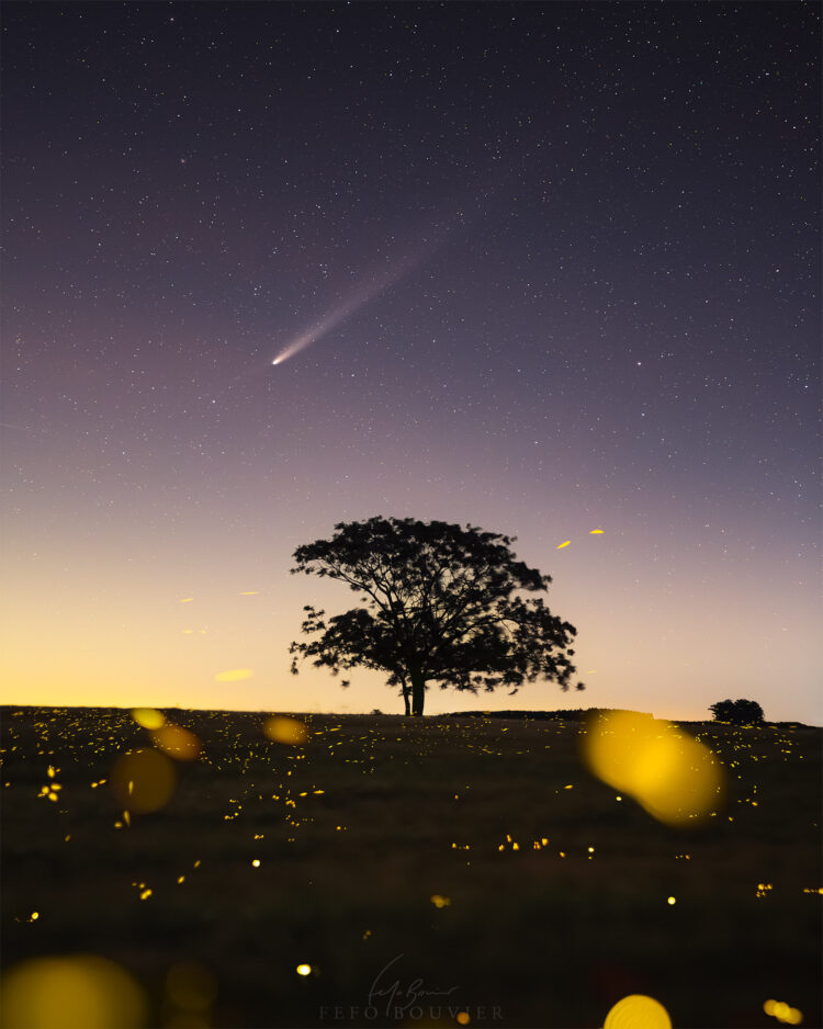 Comet T-A Over a Field of Fireflies