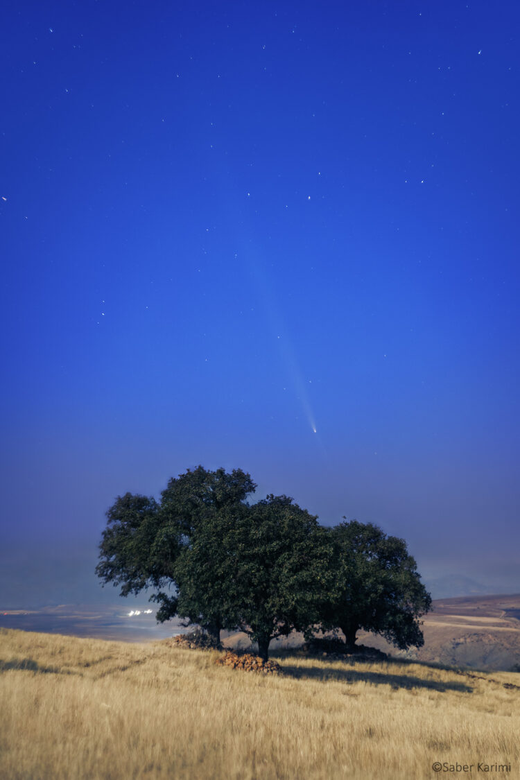 Comet Tsuchinshan–ATLAS Over Oak Trees