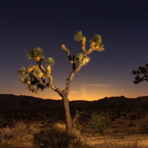 Comet Atlas from Joshua Tree