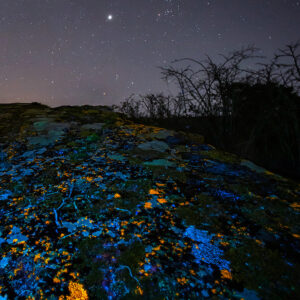 Blue Fluorescence and Blue Pleiades