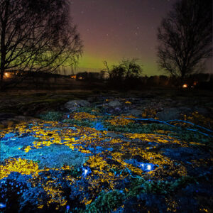 Green Fluorescence and Aurora